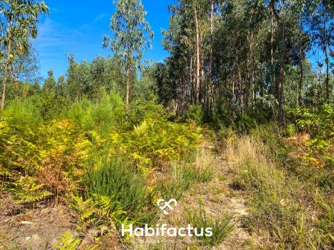 Terreno rústico - pinhal