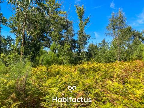 Terreno rústico - pinhal