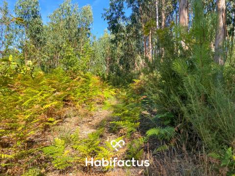 Terreno rústico - pinhal