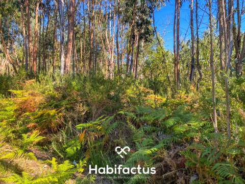 Terreno rústico - pinhal