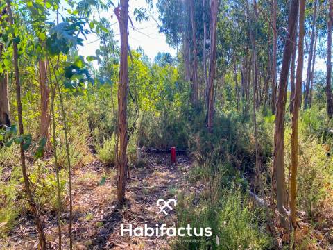 Terreno rústico - pinhal