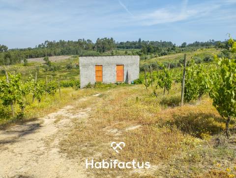 Oportunidade Única: Quinta Excepcional com Vinha de Castas Selecionadas à Venda entre Nelas e Mangua