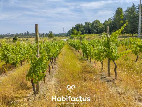 Oportunidade Única: Quinta Excepcional com Vinha de Castas Selecionadas à Venda entre Nelas e Mangua