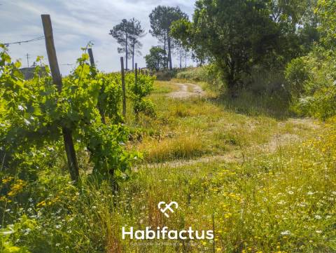 Oportunidade Única: Quinta Excepcional com Vinha de Castas Selecionadas à Venda entre Nelas e Mangua