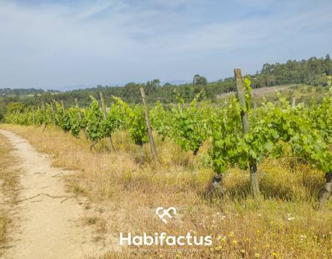 Oportunidade Única: Quinta Excepcional com Vinha de Castas Selecionadas à Venda entre Nelas e Mangua