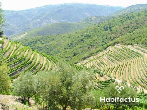 Quinta com vinha para venda no Douro