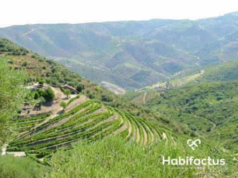 Quinta com vinha para venda no Douro