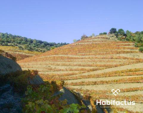 Quinta com vinha para venda no Douro