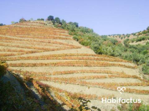 Quinta com vinha para venda no Douro