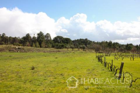 Terreno Rústico  Venda em Nelas,Nelas
