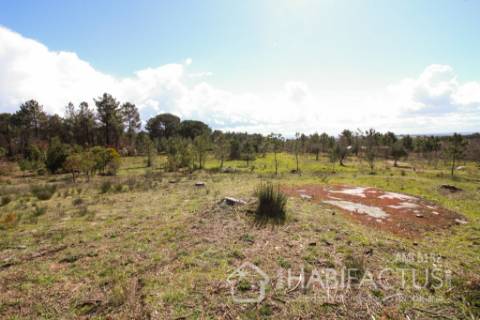 Terreno Rústico  Venda em Nelas,Nelas