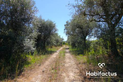 Terreno com viabilidade de construção em Nelas