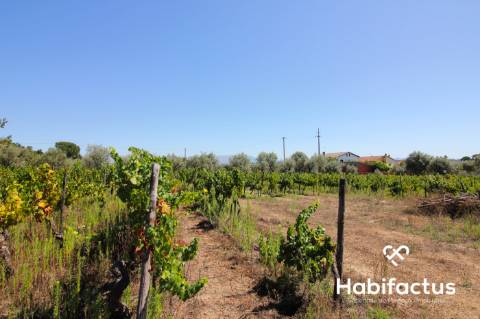 Terreno com viabilidade de construção em Nelas