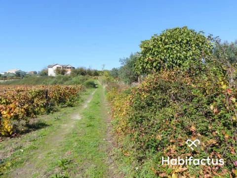 Terreno de 6000 m2 em Viseu