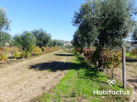 Terreno de 6000 m2 em Viseu