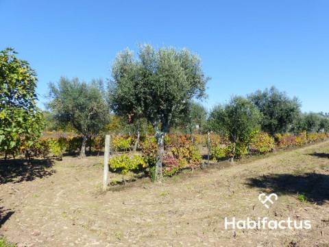 Terreno de 6000 m2 em Viseu