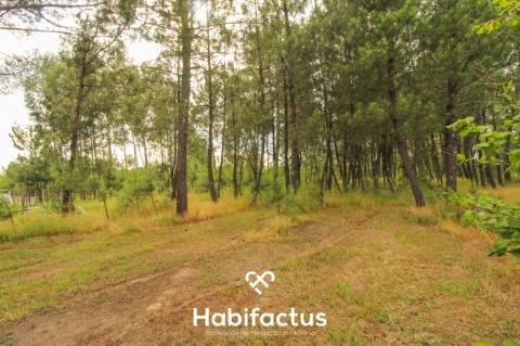 Terreno 2624m2 para construção 10min centro Mangualde e Nelas