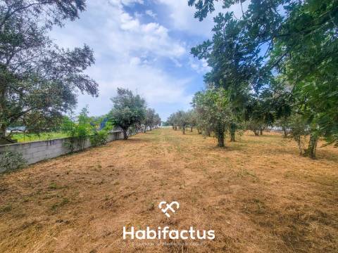 Terreno Rústico  Venda em Canas de Senhorim,Nelas