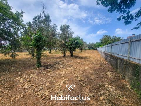 Terreno Rústico  Venda em Canas de Senhorim,Nelas