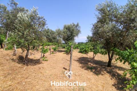 Quinta com Vinha e Potencial de Habitação em Sabugosa – Tondela