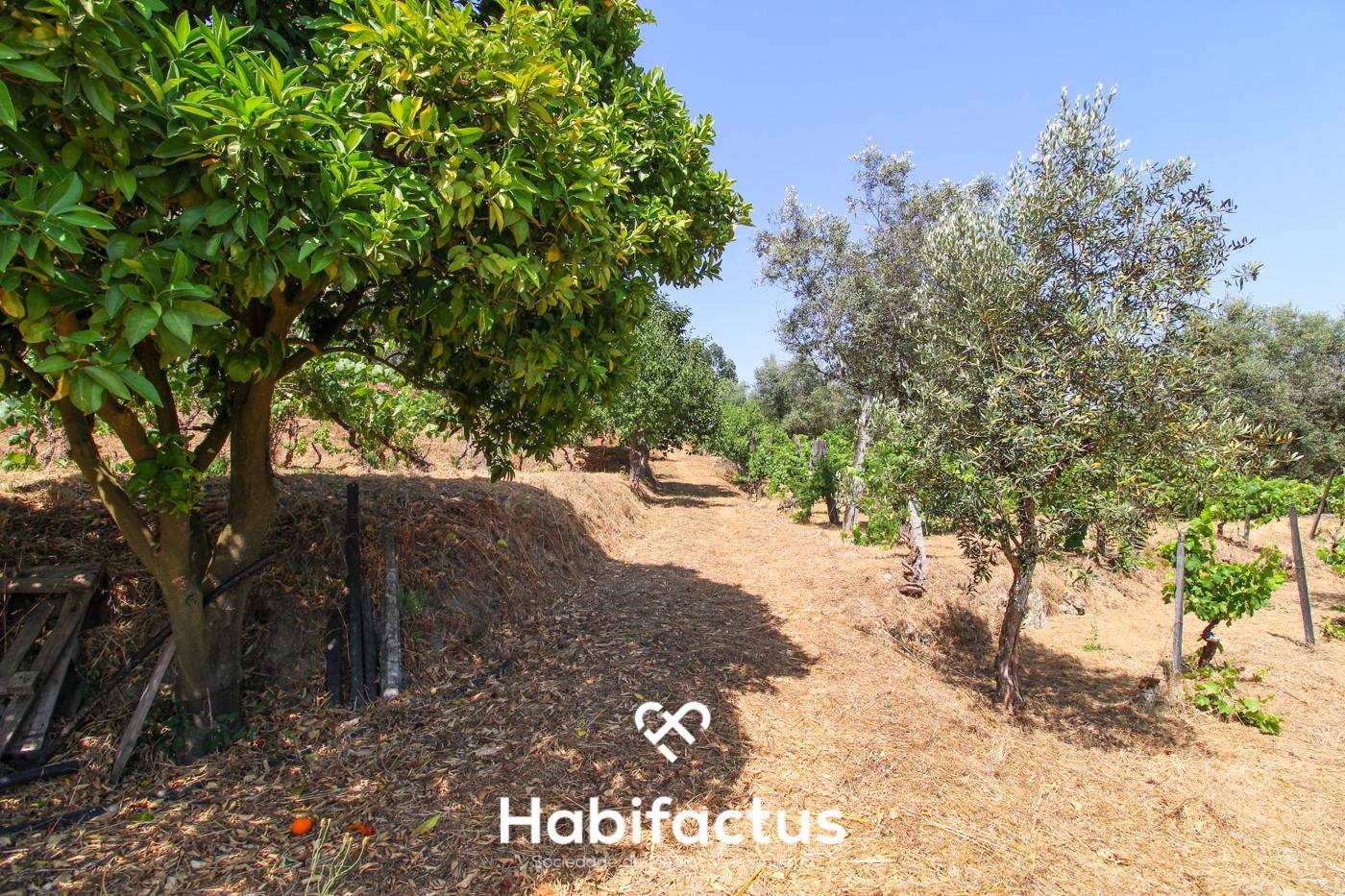 Quinta com Vinha e Potencial de Habitação em Sabugosa – Tondela