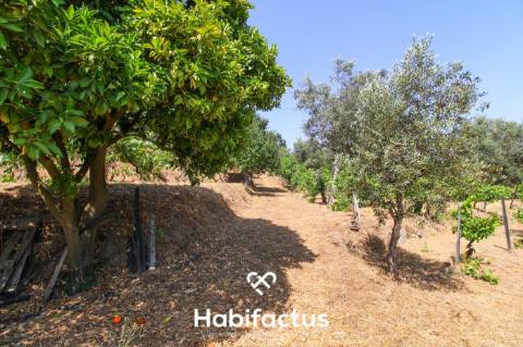 Quinta com Vinha e Potencial de Habitação em Sabugosa – Tondela