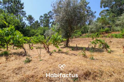 Quinta com Vinha e Potencial de Habitação em Sabugosa – Tondela