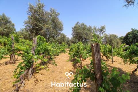 Quinta com Vinha e Potencial de Habitação em Sabugosa – Tondela