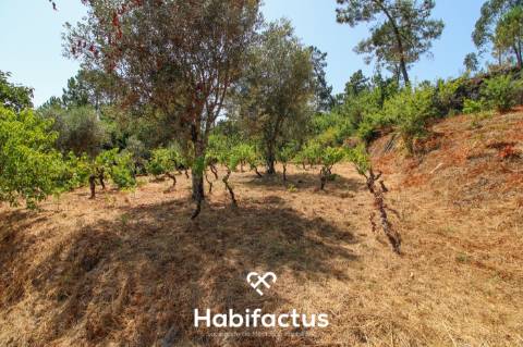 Quinta com Vinha e Potencial de Habitação em Sabugosa – Tondela