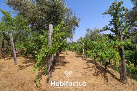 Quinta com Vinha e Potencial de Habitação em Sabugosa – Tondela