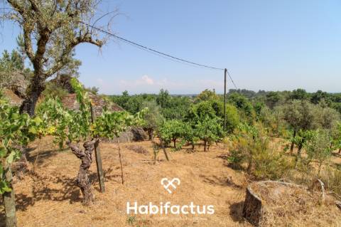 Quinta com Vinha e Potencial de Habitação em Sabugosa – Tondela