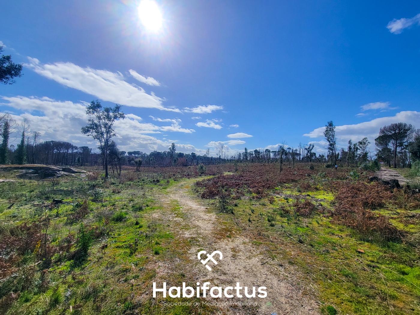 Terreno Rústico com 16.800 m², Vinhas, Árvores de Fruto e 3 Poços de Água