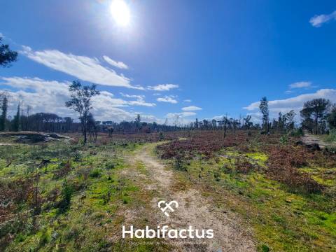 Terreno Rústico com 16.800 m², Vinhas, Árvores de Fruto e 3 Poços de Água