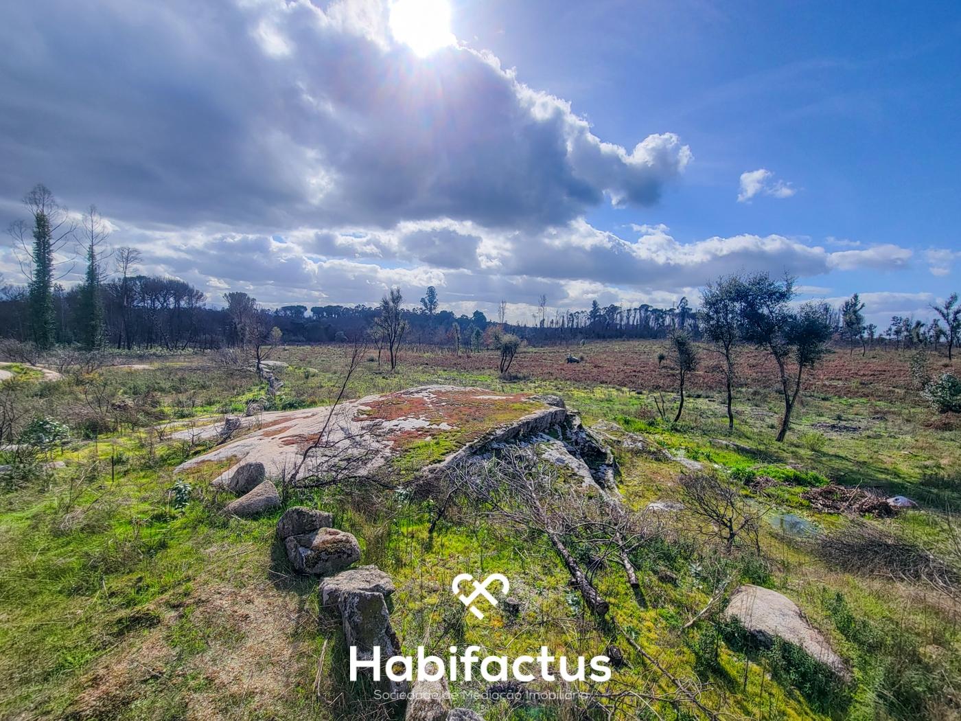 Terreno Rústico com 16.800 m², Vinhas, Árvores de Fruto e 3 Poços de Água