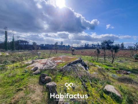 Terreno Rústico com 16.800 m², Vinhas, Árvores de Fruto e 3 Poços de Água