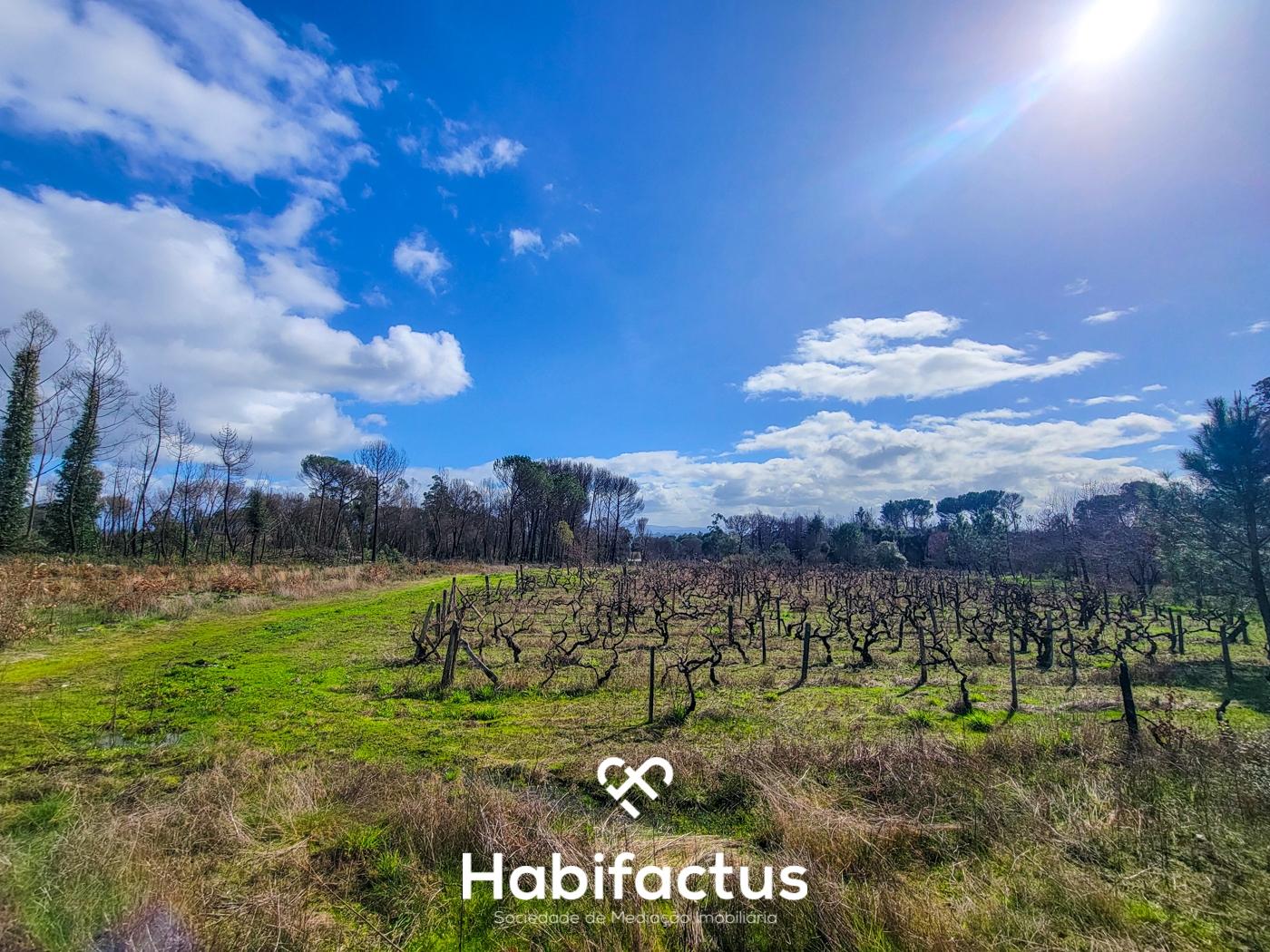 Terreno Rústico com 16.800 m², Vinhas, Árvores de Fruto e 3 Poços de Água