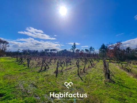 Terreno Rústico com 16.800 m², Vinhas, Árvores de Fruto e 3 Poços de Água
