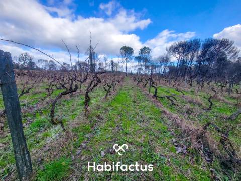 Terreno Rústico com 16.800 m², Vinhas, Árvores de Fruto e 3 Poços de Água