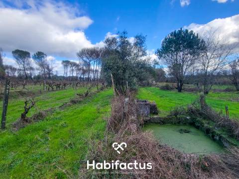 Terreno Rústico com 16.800 m², Vinhas, Árvores de Fruto e 3 Poços de Água