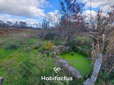 Terreno Rústico com 16.800 m², Vinhas, Árvores de Fruto e 3 Poços de Água