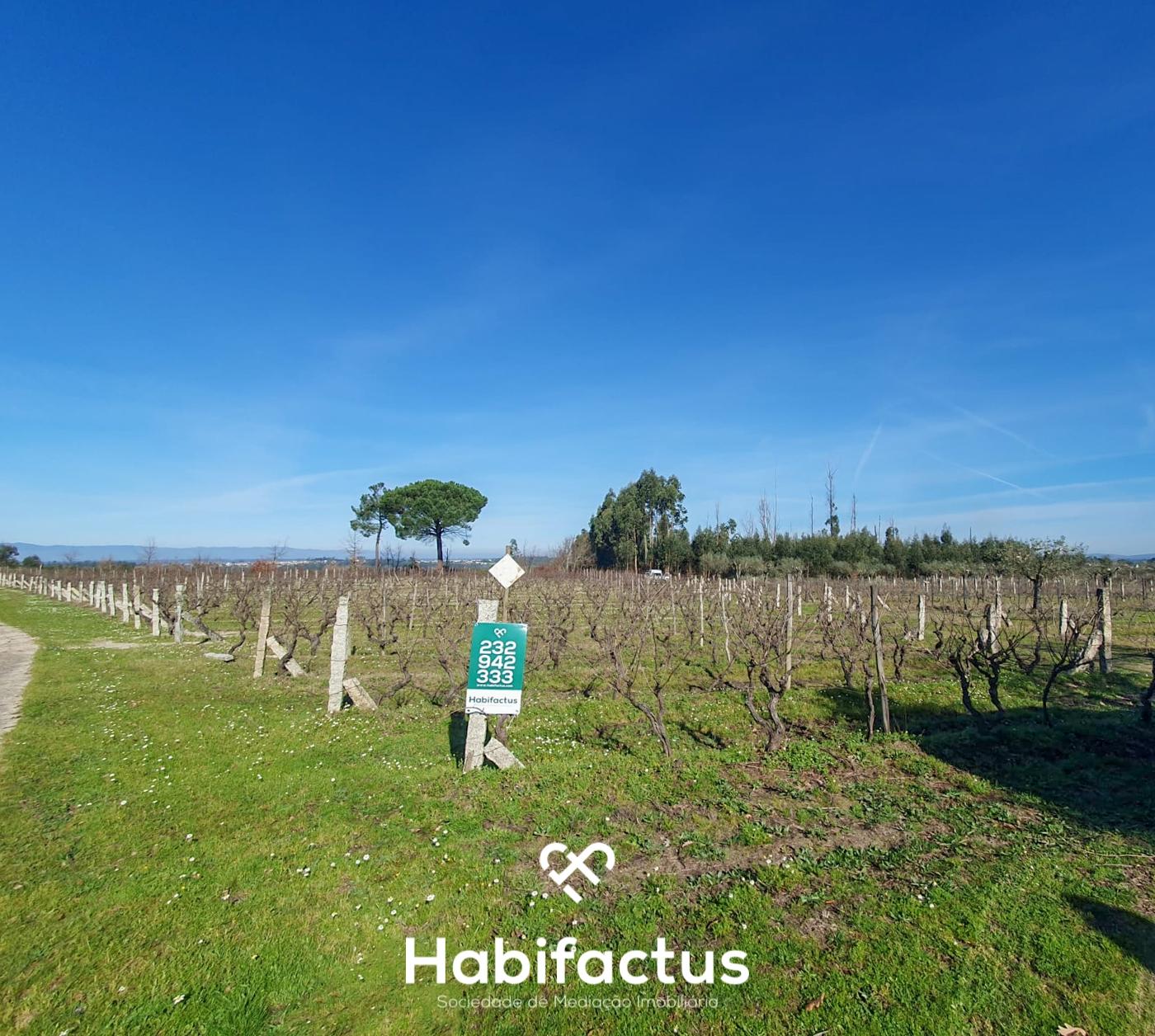 Quinta à venda com Produção de Uva e Azeite na Freguesia de Travancinha - Seia - Guarda