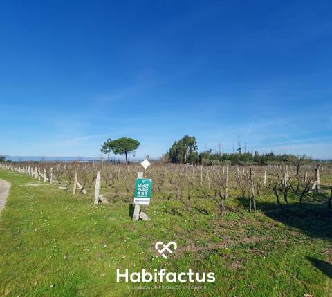 Quinta à venda com Produção de Uva e Azeite na Freguesia de Travancinha - Seia - Guarda