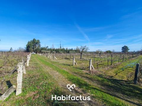 Quinta à venda com Produção de Uva e Azeite na Freguesia de Travancinha - Seia - Guarda