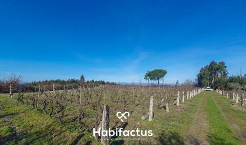Quinta à venda com Produção de Uva e Azeite na Freguesia de Travancinha - Seia - Guarda