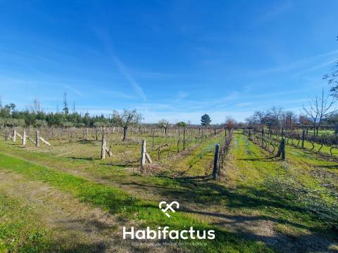 Quinta à venda com Produção de Uva e Azeite na Freguesia de Travancinha - Seia - Guarda