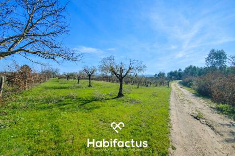 Quinta à venda com Produção de Uva e Azeite na Freguesia de Travancinha - Seia - Guarda