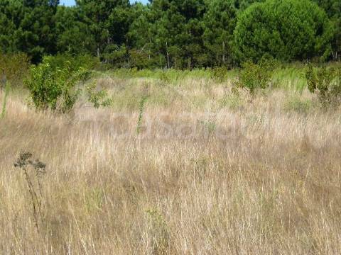 Terreno Rústico  Venda em Pegões,Montijo