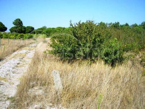 Terreno Rústico  Venda em Pegões,Montijo
