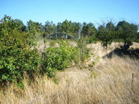 Terreno Rústico  Venda em Pegões,Montijo