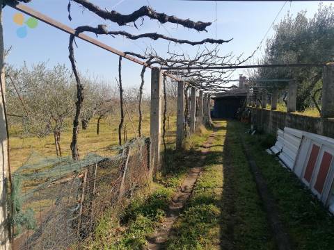 Quinta - Boidobra, Covilhã